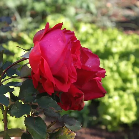 With Parking Space Biograd Na Moru, Biograd - 5899 * Biograd Na Moru